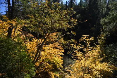 DSC_6459 (Large).JPG